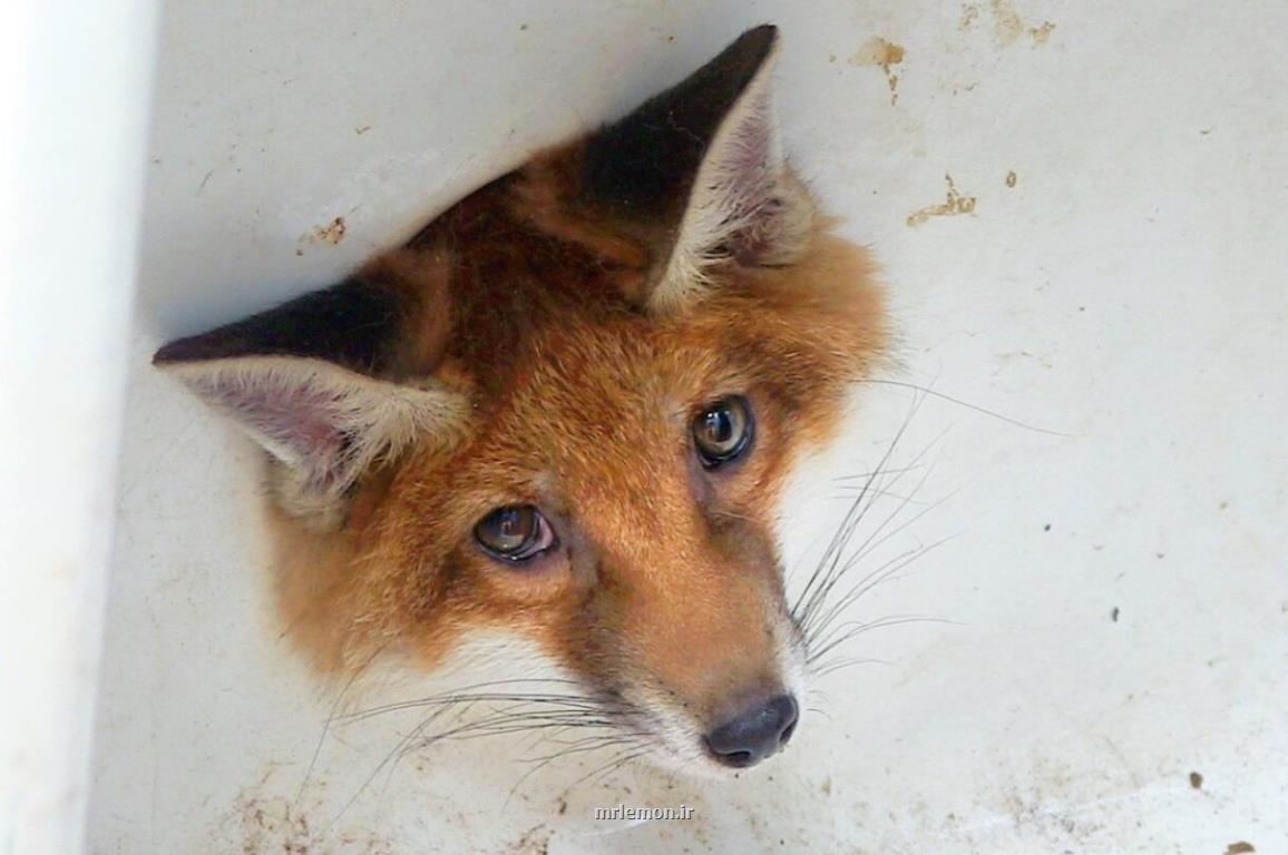 نجات توله روباه از حفره سینک ظرفشویی